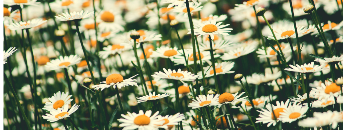 daisy chains on summer&nbsp;days