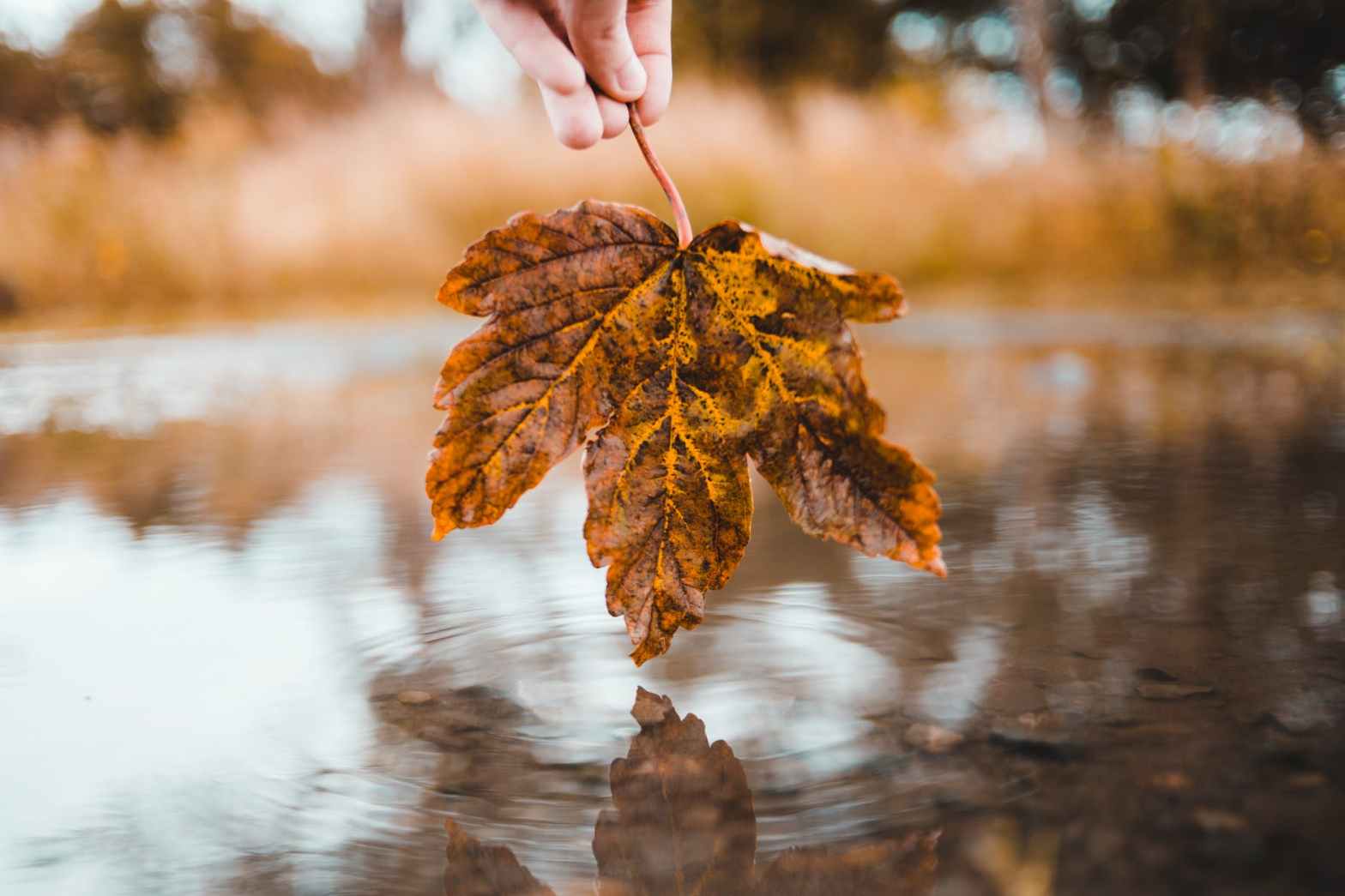 photo of person holding leaf