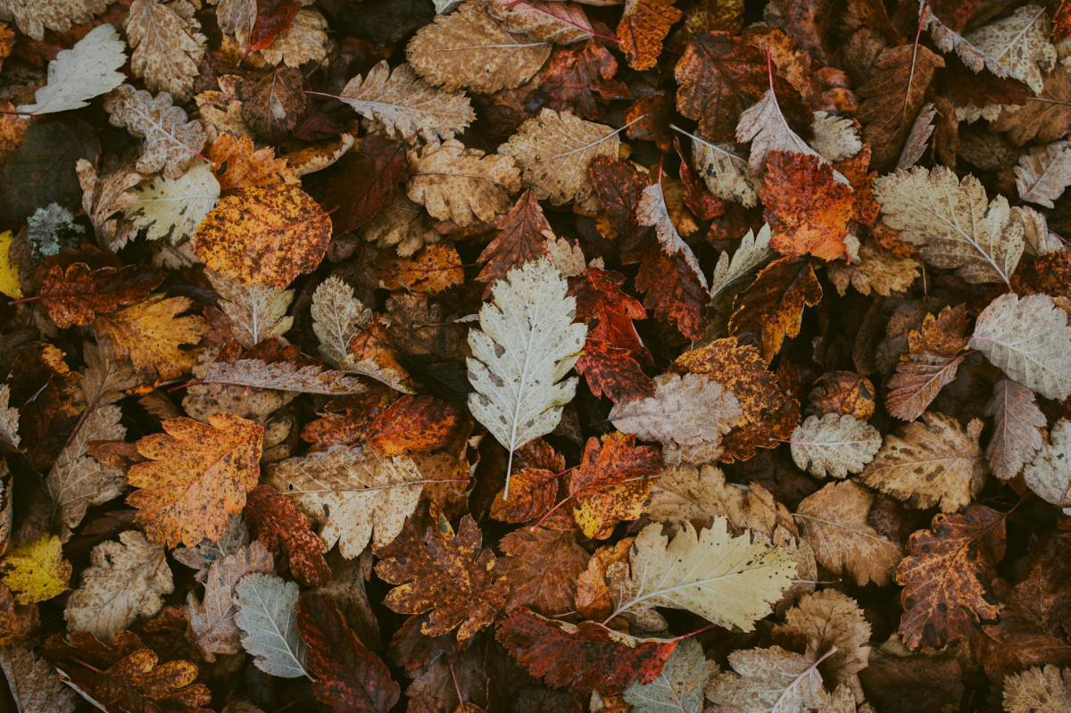 An Autumn Playlist